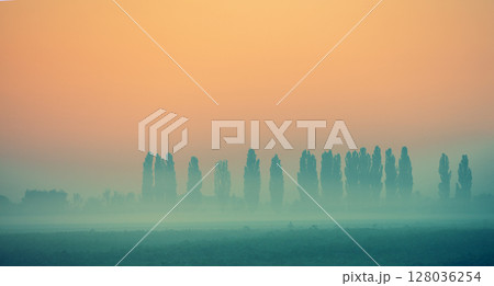 Minimalist landscape. A row of the poplar trees in the field in the early foggy morning. Gradient color Minimalist landscape. A row of the poplar trees in the field in the early foggy morning. Gradient color 128036254