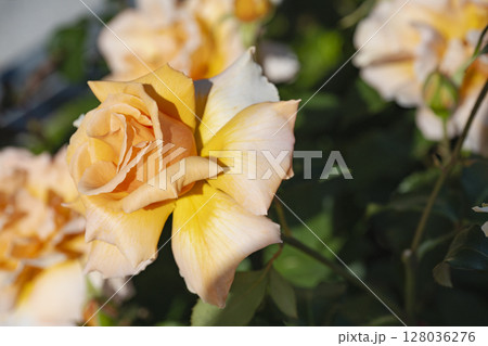 黄色の薔薇 128036276