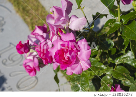 ピンク色の薔薇 ピンク色の薔薇 128036278