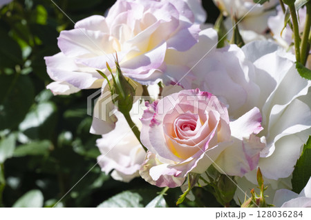 白い薔薇 白い薔薇 128036284