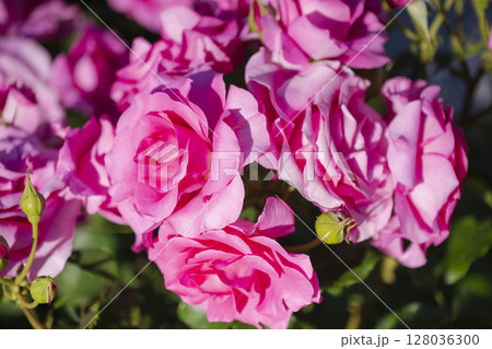 ピンクの薔薇 ピンクの薔薇 128036300