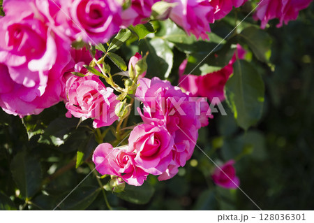 ピンクの薔薇 ピンクの薔薇 128036301