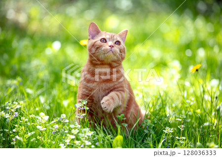 Cat with a paw in the air in nature outdoors. A ginger kitten sits on a flower lawn on a sunny summer day. 128036333
