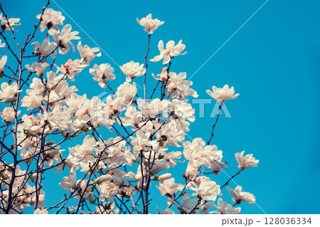 Blooming white flowers of Magnolia stellata against the blue sky. Spring. Blue vintage floral background Blooming white flowers of Magnolia stellata against the blue sky. Spring. Blue vintage floral background 128036334