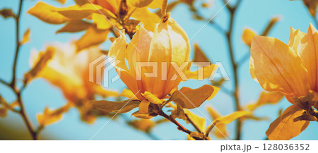 Blossoming magnolia flowers against the blue sky. Springtime. Natural vintage flower background 128036352