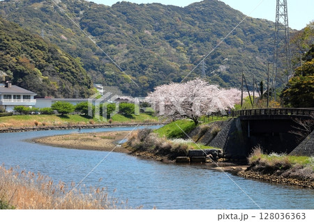 伊豆半島　南伊豆町　青野川の桜 128036363