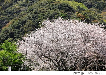 伊豆半島 南伊豆町 青野川の桜 伊豆半島 南伊豆町 青野川の桜 128036365
