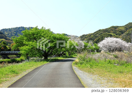 伊豆半島　南伊豆町　青野川の桜 128036369
