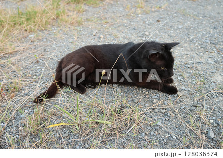 道端で遊ぶ黒猫 道端で遊ぶ黒猫 128036374