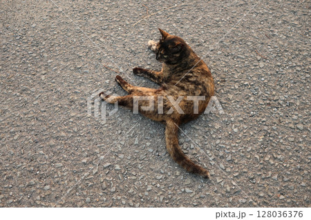 広場で遊ぶさび猫 128036376