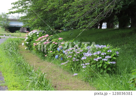 初夏の公園に咲くピンク色や青色や白などのアジサイの花 128036381
