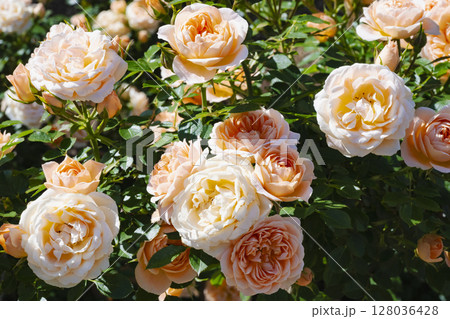 咲き乱れるオレンジと白の薔薇 128036428