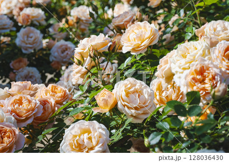 咲き乱れるオレンジと白の薔薇 咲き乱れるオレンジと白の薔薇 128036430