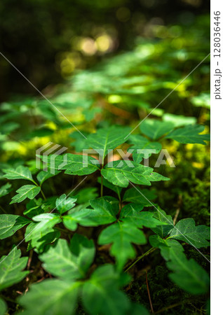 【苔の名所】山犬嶽【上勝町】 128036446