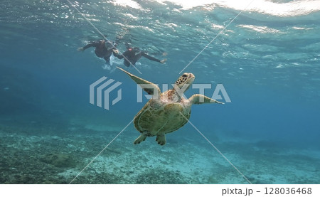 優雅に泳ぐウミガメ 128036468