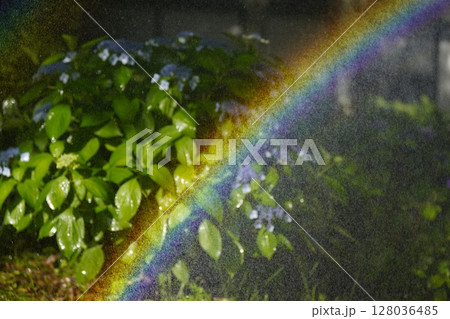 森に架かる虹と紫陽花の花 森に架かる虹と紫陽花の花 128036485