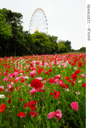 ポピー畑と観覧車 ポピー畑と観覧車 128036486
