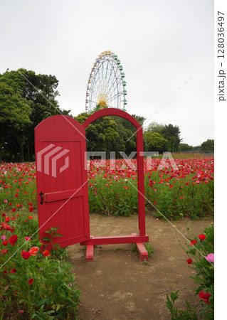 ポピー畑と観覧車 ポピー畑と観覧車 128036497