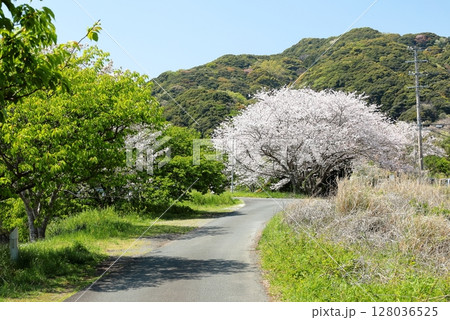 伊豆半島　南伊豆町　青野川の桜 128036525