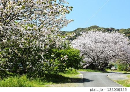 伊豆半島 南伊豆町 青野川の桜 伊豆半島 南伊豆町 青野川の桜 128036526