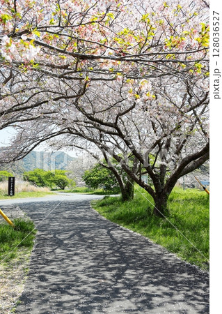 伊豆半島　南伊豆町　青野川の桜　タテ位置 128036527
