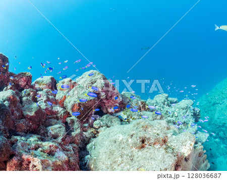 岩の間で完璧な擬態をする、美しいオニカサゴ。 ソラスズメダイ、アマミスズメダイ他群れヒリゾ浜2024 128036687