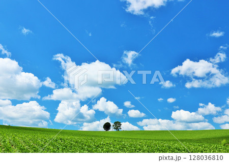 北海道 夏の青空と親子の木 北海道 夏の青空と親子の木 128036810