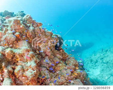 キンギョハナダイ、キホシスズメダイ、ソラスズメダイ他の群れ ヒリゾ浜中木南伊豆町伊豆半島静岡県202 キンギョハナダイ、キホシスズメダイ、ソラスズメダイ他の群れ ヒリゾ浜中木南伊豆町伊豆半島静岡県202 128036859