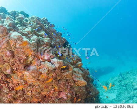 キンギョハナダイ、キホシスズメダイ、ソラスズメダイ他の群れ ヒリゾ浜中木南伊豆町伊豆半島静岡県202 128036862