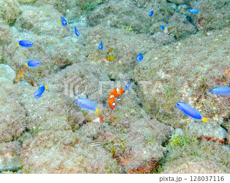美しいツユベラの幼魚とソラスズメダイ、ニシキベラ他の群れ。ヒリゾ浜中木南伊豆町伊豆半島静岡県2024 128037116