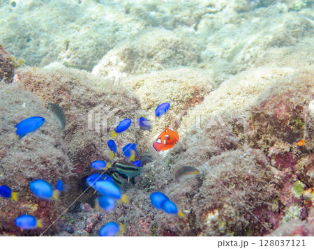 美しいツユベラの幼魚とソラスズメダイ、ニシキベラ他の群れ。ヒリゾ浜中木南伊豆町伊豆半島静岡県2024 128037121