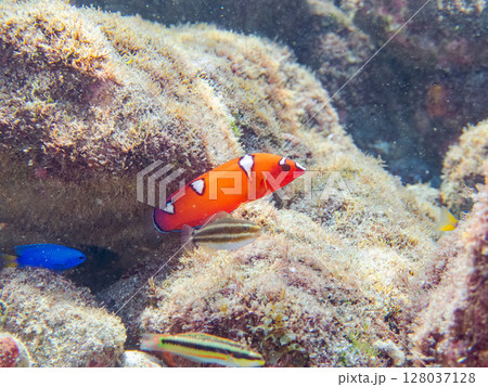 美しいツユベラの幼魚とソラスズメダイ、ニシキベラ他の群れ。ヒリゾ浜中木南伊豆町伊豆半島静岡県2024 128037128