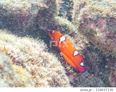 美しいツユベラの幼魚とソラスズメダイ、ニシキベラ他の群れ。ヒリゾ浜中木南伊豆町伊豆半島静岡県2024 128037136