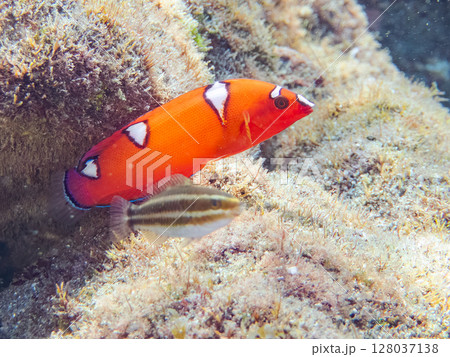 美しいツユベラの幼魚とソラスズメダイ、ニシキベラ他の群れ。ヒリゾ浜中木南伊豆町伊豆半島静岡県2024 128037138