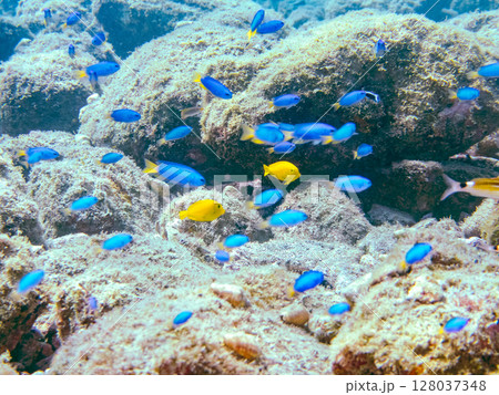 可愛いモンツキハギ、ソラスズメダイ他の幼魚の群れ ヒリゾ浜中木南伊豆町伊豆半島静岡県2024 可愛いモンツキハギ、ソラスズメダイ他の幼魚の群れ ヒリゾ浜中木南伊豆町伊豆半島静岡県2024 128037348