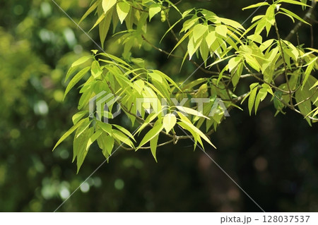 初夏に青々と茂ってきた、シラカシ 128037537