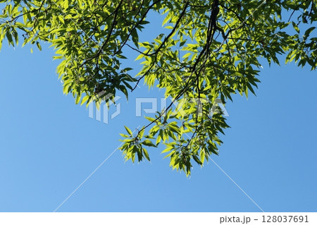 初夏に青々と茂ってきた、クヌギの若葉 128037691