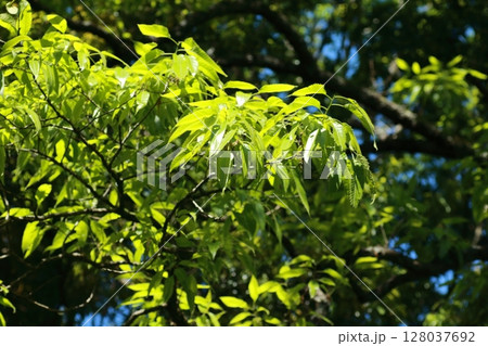 初夏に青々と茂ってきた、クヌギの若葉 128037692