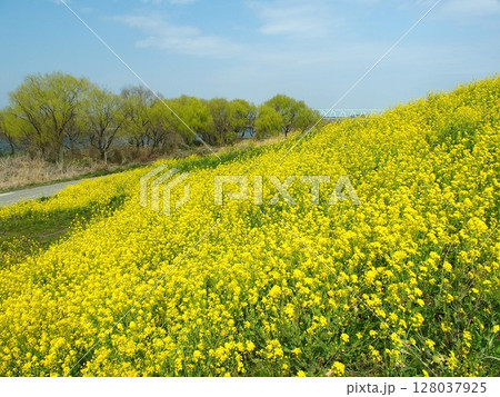 菜の花満開の春の江戸川土手風景 菜の花満開の春の江戸川土手風景 128037925