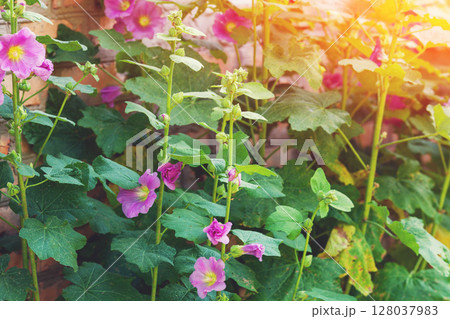 Flowering Malva flowers nature background 128037983