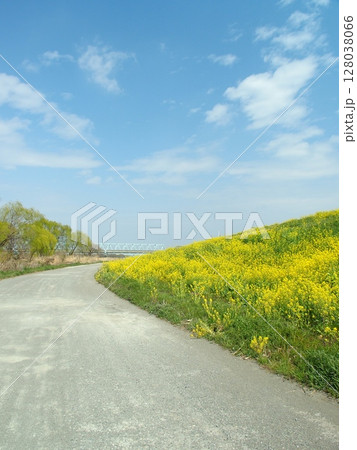 菜の花満開の春の江戸川土手と砂利道風景 菜の花満開の春の江戸川土手と砂利道風景 128038066