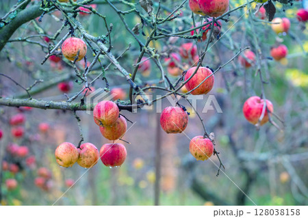 Red ripe apples on a branch in the garden after rain 128038158