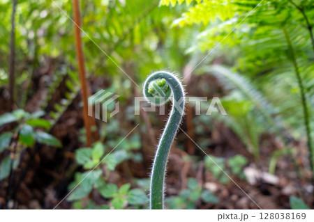 Young curled fern frond growing in a lush green forest environment Young curled fern frond growing in a lush green forest environment 128038169