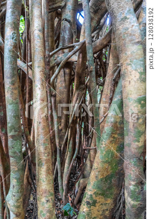 Strangler fig in Tentena rainforest, Sulawesi, Indonesia Strangler fig in Tentena rainforest, Sulawesi, Indonesia 128038192
