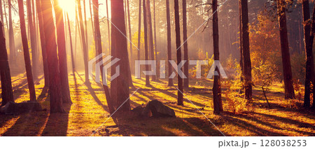 Beautiful foggy forest with magical light in the early morning. Horizontal banner Beautiful foggy forest with magical light in the early morning. Horizontal banner 128038253