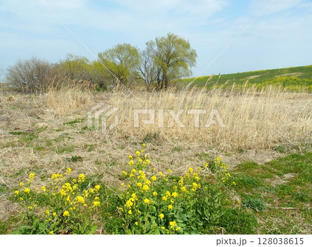 菜の花菜の花と芽吹きの木のある春の江戸川河川敷風景と芽吹きの木のある春の江戸川河川敷風景 128038615