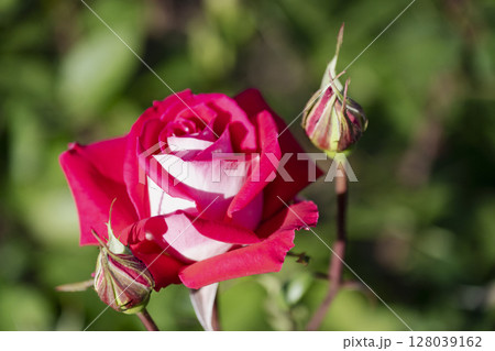 赤い薔薇 赤い薔薇 128039162
