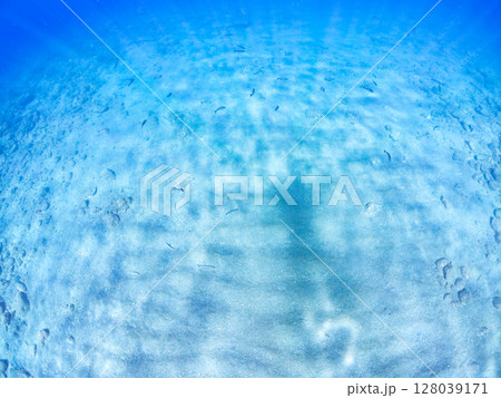 浅瀬の砂地に映るスキンダイバーの影。 凪の波紋が美しい。 ヒリゾ浜中木南伊豆町伊豆半島静岡県2024 128039171