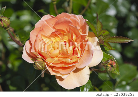 オレンジの薔薇 128039255