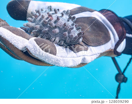 美しいタルダカラ 不思議な外套膜を露出し貝殻を覆っている。ヒリゾ浜中木南伊豆町伊豆半島静岡県2024 美しいタルダカラ 不思議な外套膜を露出し貝殻を覆っている。ヒリゾ浜中木南伊豆町伊豆半島静岡県2024 128039290